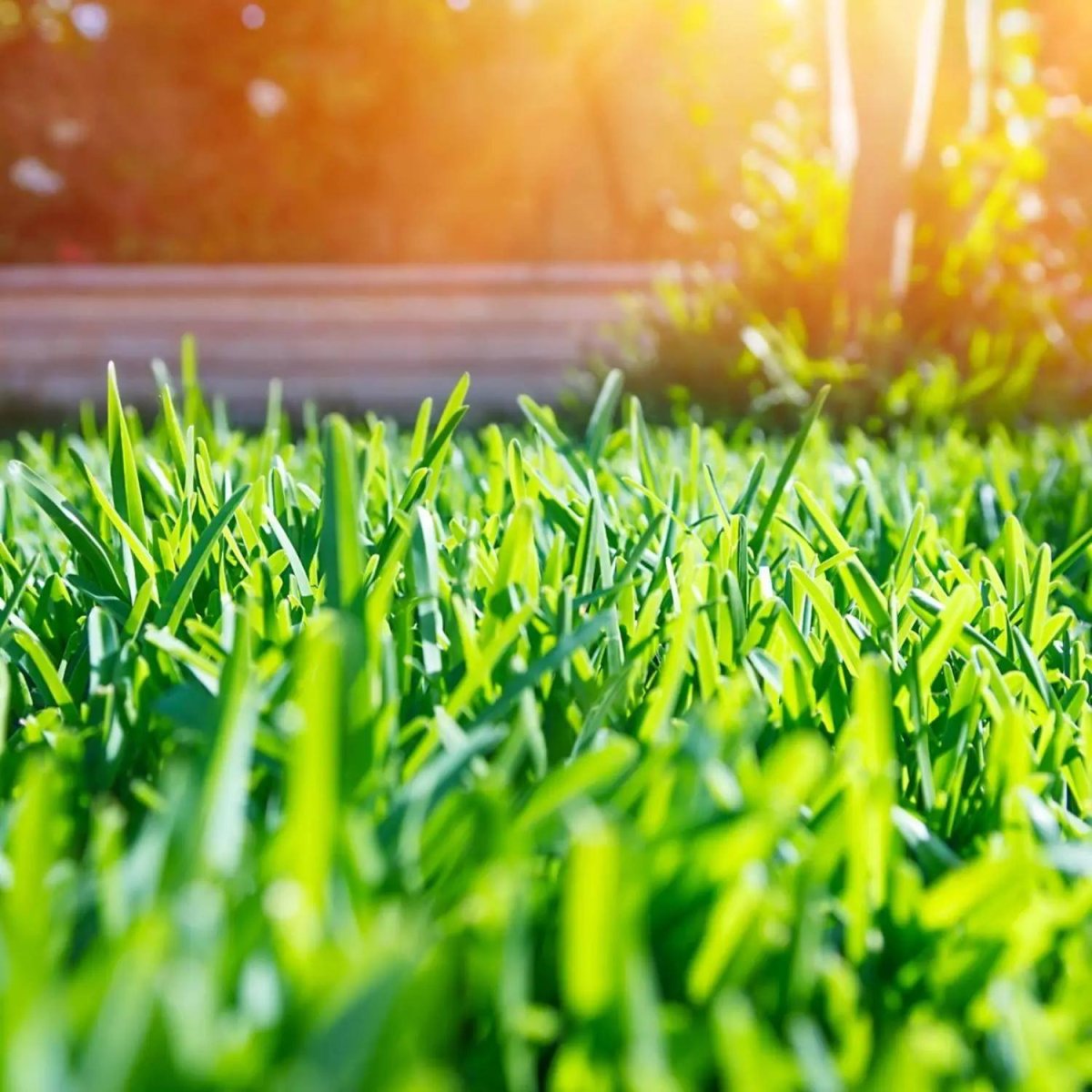 Семена газоннной травы Солнечный газон,10кг