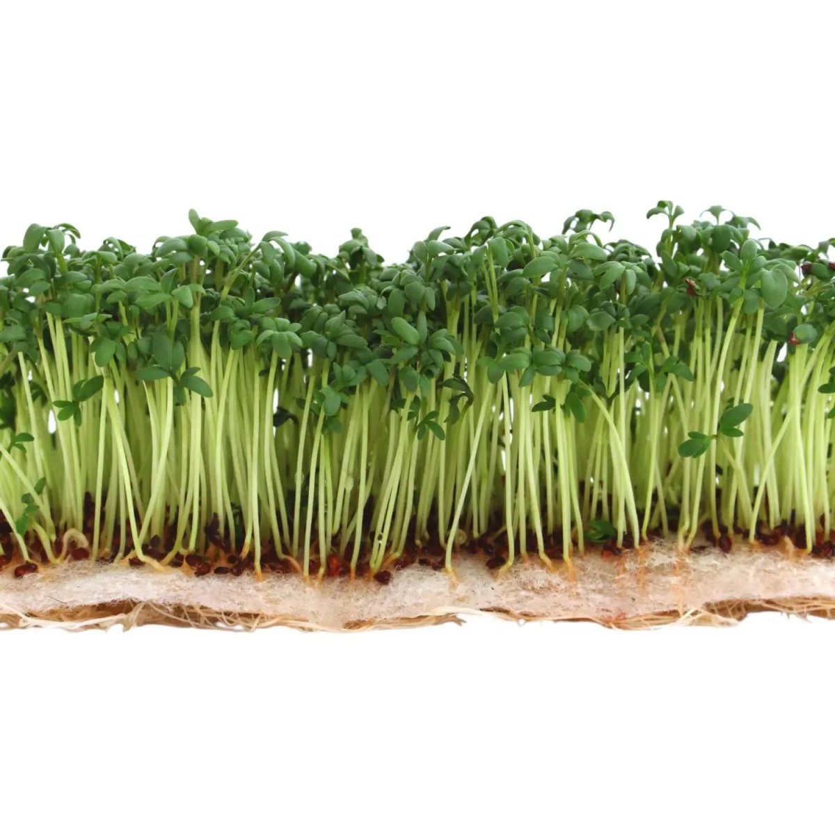 Агроткань Коврик для выращ. микрозелени, 16x10x0,5 см., 4 шт/уп, 189582