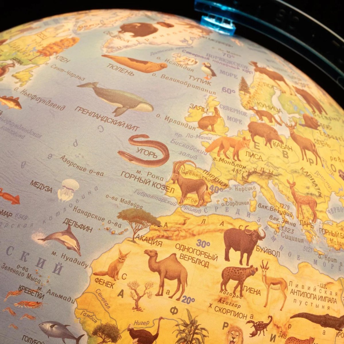 Глобус интерактивный зоогеографич с подсветк. и VR очками,250мм,INT12500306