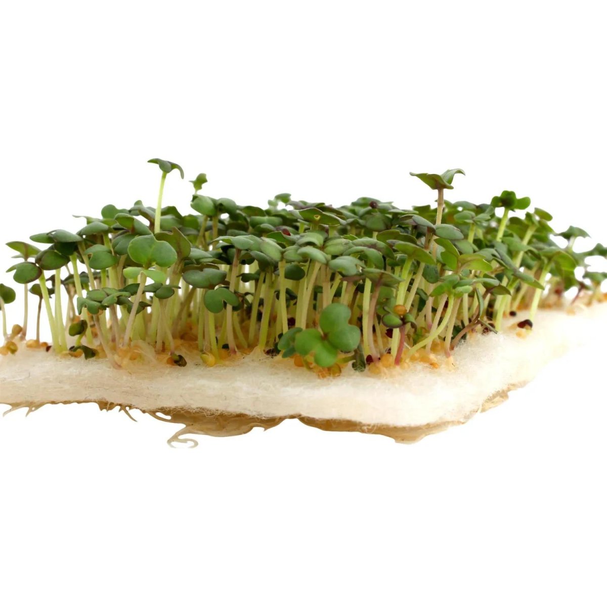 Агроткань Коврик для выращ. микрозелени, 16x10x0,5 см., 4 шт/уп, 189582